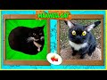 SPONGEBOB PIKACHU SHREK In MAXWELL CAT Style Cartoon Characters MAXWELL CAT Memes 