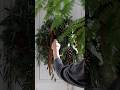 ナチュラルなクリスマスリース #shorts #クリスマスリース #クリスマス飾り #christmasdecor #christmaswreath #暮らしのvlog #クリスマス