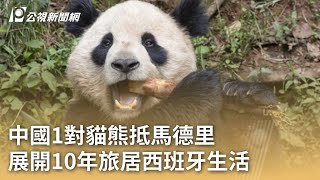 中國1對貓熊抵馬德里 展開10年旅居西班牙生活｜20240501 公視早安新聞