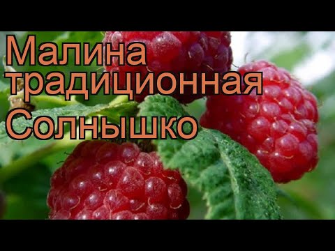 Малина традиционная Солнышко