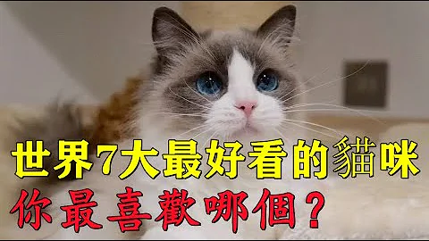 世界7大最好看的貓咪，波斯貓和布偶貓成功入選，你最喜歡哪個？ 1 - 天天要聞