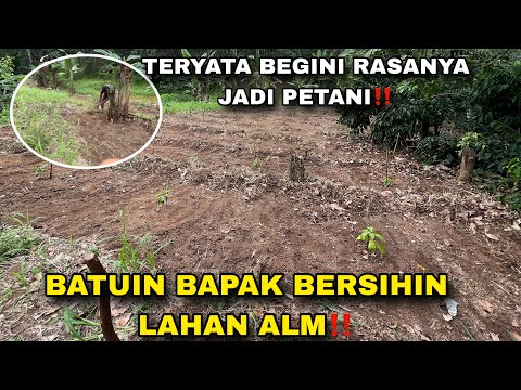TERYATA JADI PETANI CAPEKNYA LUAR BIASA