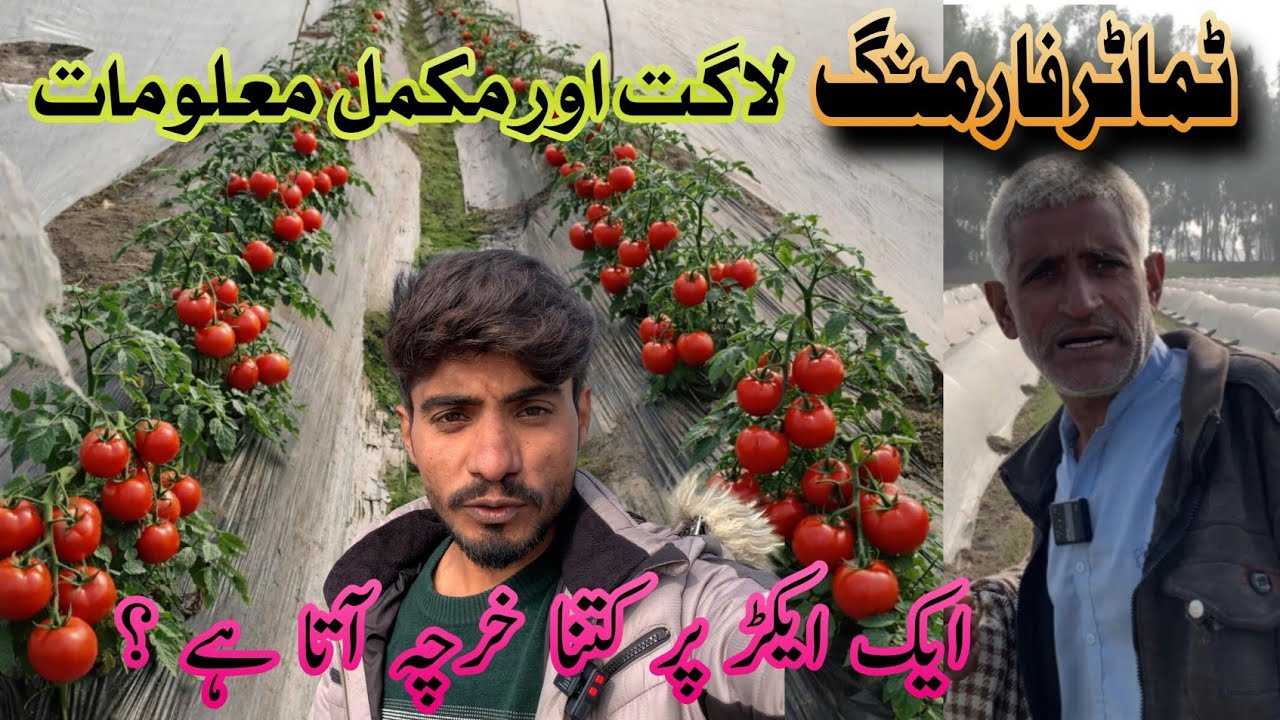 Tomato Farming, Laagat Aur Mukammal Maloomat 