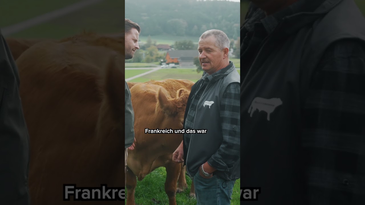 &laquo;Limousin-Rinder🐂&raquo;