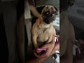 Quando o cachorro percebe que NÃO tem copinho para cachorro 😭🐶