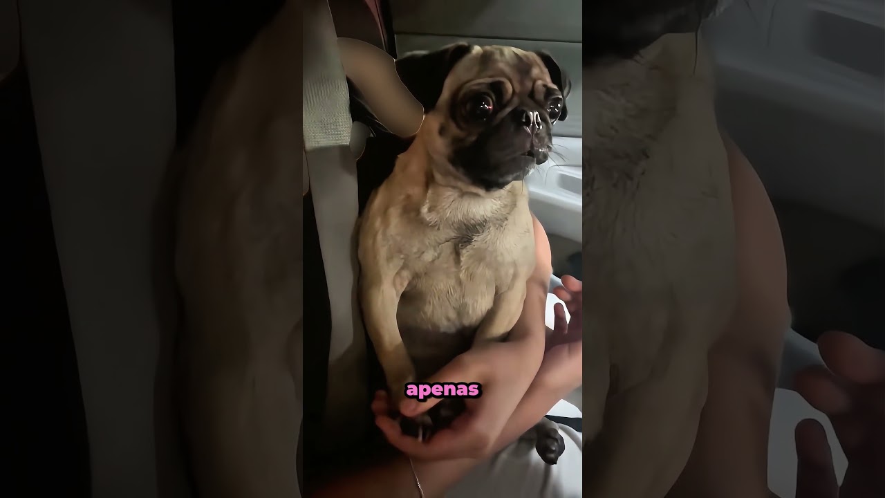 Quando o cachorro percebe que NÃO tem copinho para cachorro 😭🐶