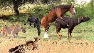 What Will Happen To Wild Horse When Lions and  leopards Join Forces To Attack It? Leopard Vs Warthog