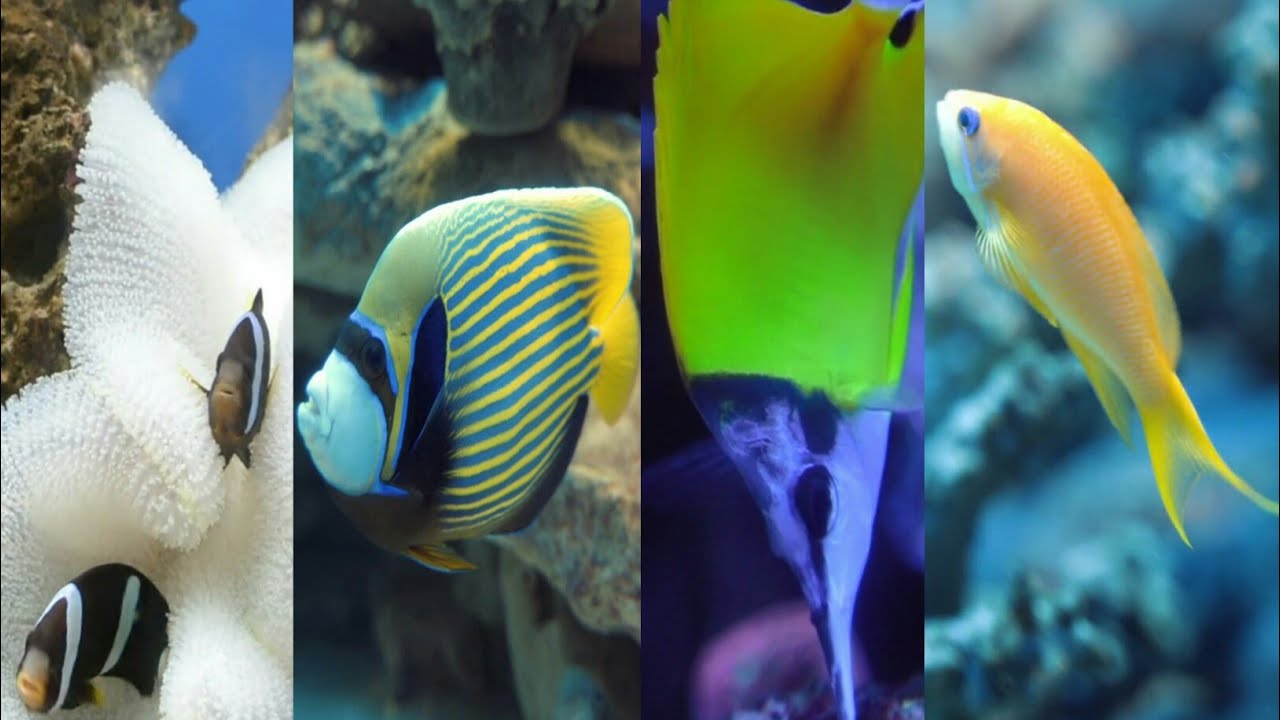 15most,fish video, animal,