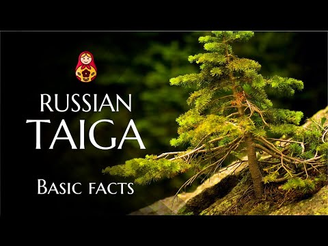 Video: Saan matatagpuan ang taiga biome?