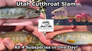 Utah Cutthroat Slam - All 4 Subspecies in One Day! - Fly Fishing for Utah's Native Cutthroat Trout by FJX2000 Productions 1,866 views 1 year ago 25 minutes
