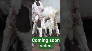Top quality goats for sale