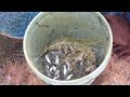 Amazing Human catch  Prawns Curry - How to catch small Prawns Curry Village Style -