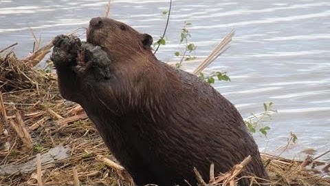 Beavers: Engineers of the Ecosystem
