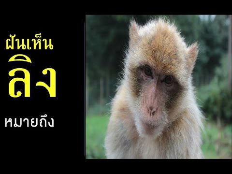 วีดีโอ: ลิงเห็นอย่างไร