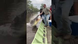 Download Lagu This alligator loves Rib eye 😳🥩 #reptile #alligator MP3