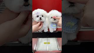 Let Me Show You Two Cute Little Bichons. Are You Impressed By Their Cute Looks? Small Bichons, Kore