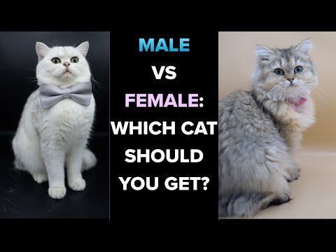 वीडियो: वर्ष के कम से कम फैशनेबल नर और मादा बिल्ली के नाम