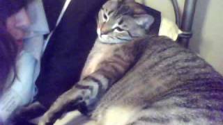 fat cat attacks!