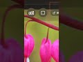Best Filmmaking App for iPhone? Manual Camera + Scopes #Shorts