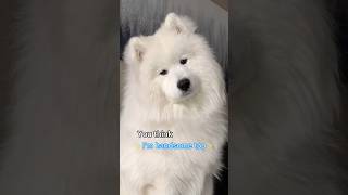 Floof everywhere #video #dogs #yt #puppyvideos #shortsvideo #ytshorts #samoyed #youtube #fyp