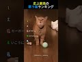 史上最高の歌う猫ランキング🐱🎶TOP5