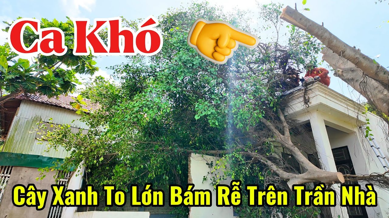 Dọn dẹp ngôi nhà bỏ hoang 2 năm trong 4 giờ tua nhanh trong 20 Phút Thoả Mãn