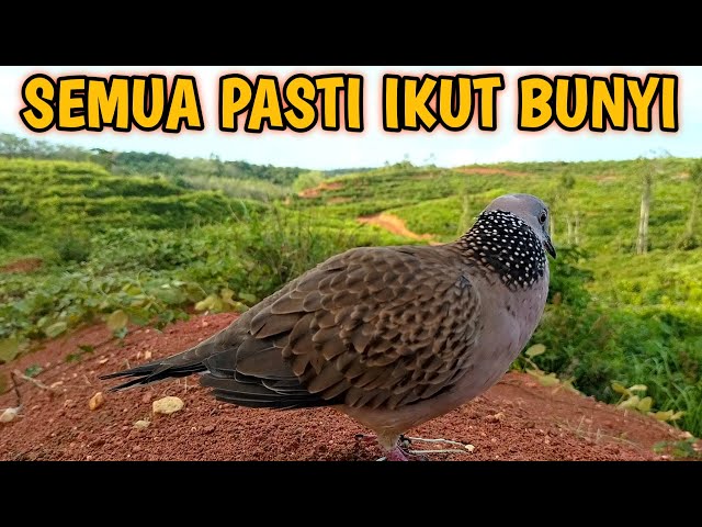 SUARA BURUNG TERKUKUR GACOR MEMANGGIL DAN MENEKAN LAWAN SEMUA PASTI IKUT BUNYI class=