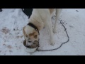 Алабаи. САО. Кормим собак. Нормы. Рацион./ Alabai. We feed the dogs.  Norms  Ration.