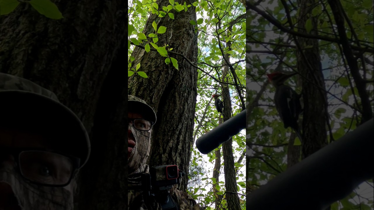 Redheaded Pileated Woodpecker landed in a tree right behind me. 