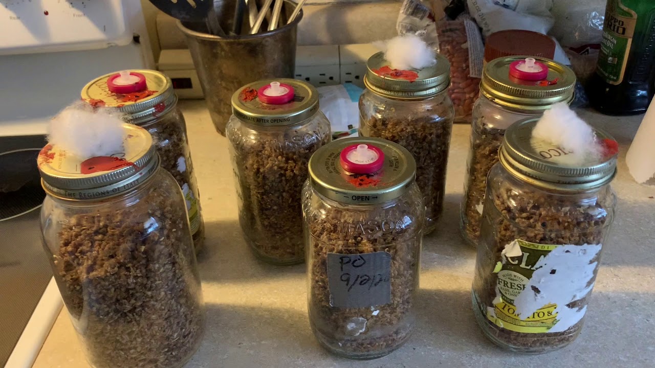 Grain Spawn From Spent Grains