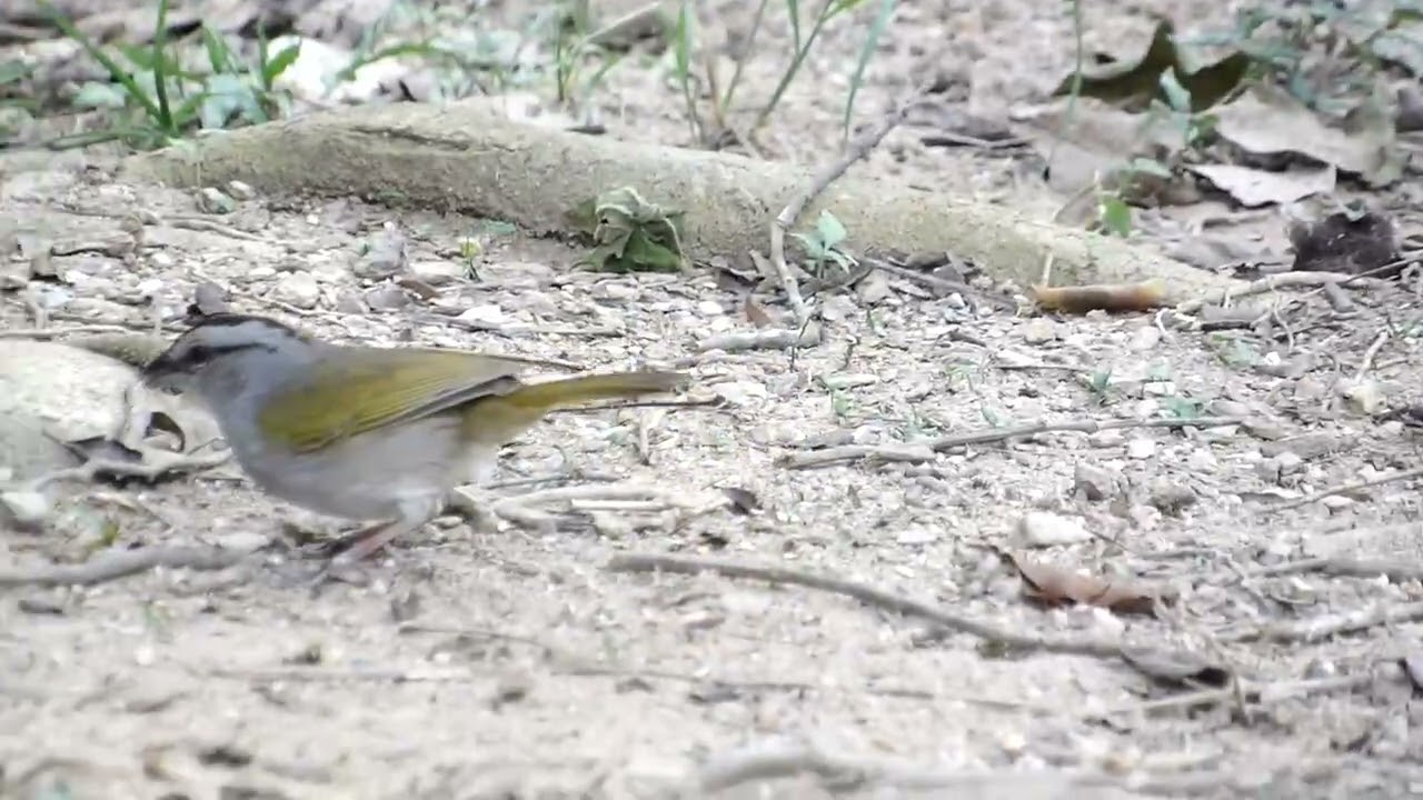 Curtío nombre científico Arremonops conirostris