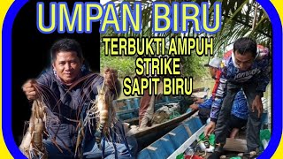 mancing udang pakai umpan biru 720p