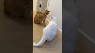 حرب القطط 2