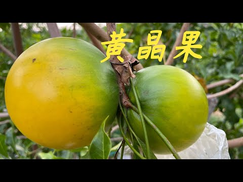 【老林赶野】冬季果開始成熟了，老林給大家分析一下，冬季跟夏季果有什麽區別