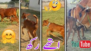 funny ?? Calf Cow Video | Baby Cow Cattle video shortvideo