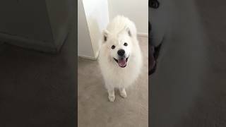 My Dog Was Born to Be an Excellent Vibe#shorts #samoyed #dog #cute #funny
