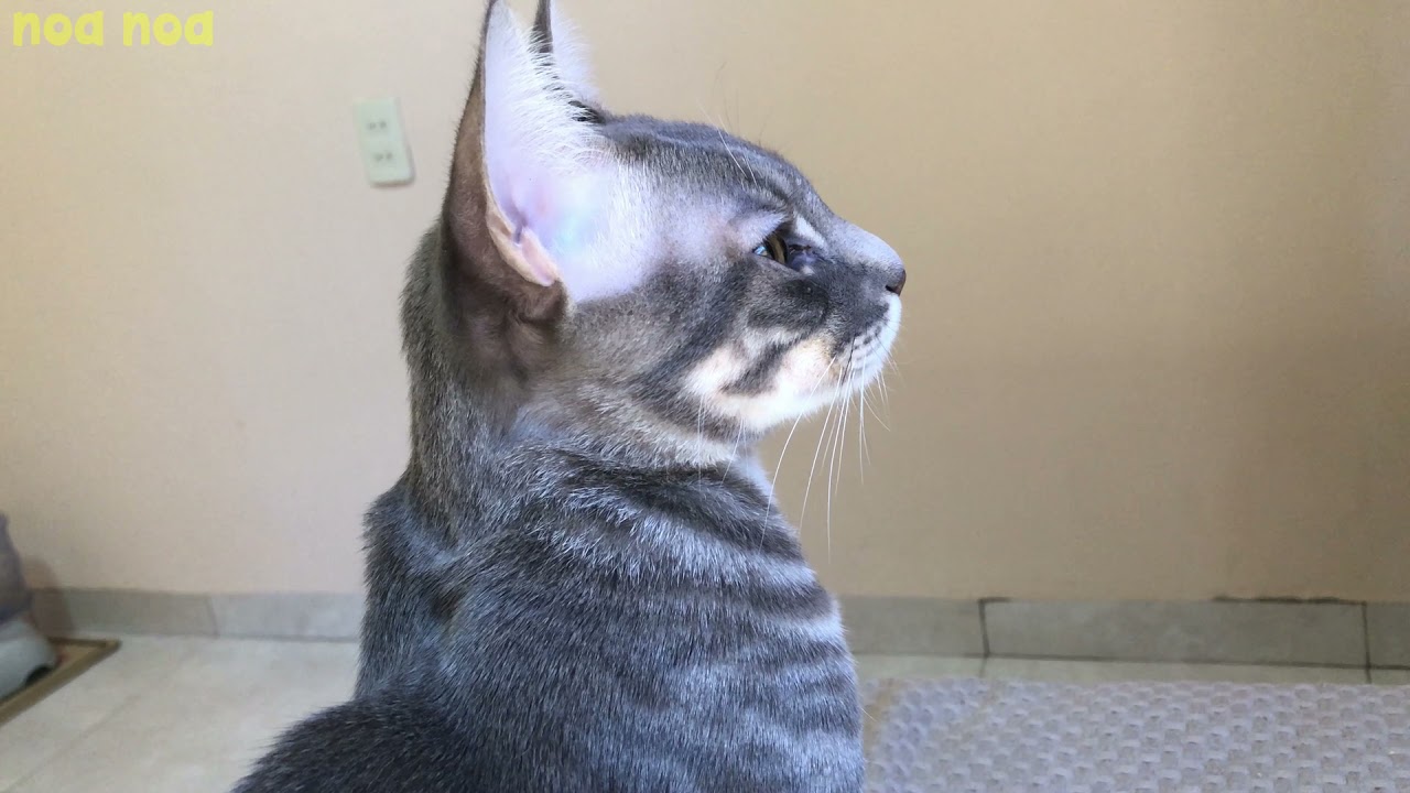 A beautiful kitten with a blood relationship with a wildcat＃112 