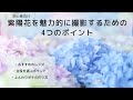 【撮影方法】かわいい紫陽花を撮るための4つのポイント【初心者向け】