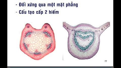 Thực vật dược | Buổi 4: Lá cây (Phần 2)