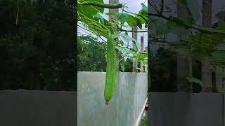 পতিত জমিতে সবজি চাষ। জমি পতিত না রেখে সবজি চাষ করুন
