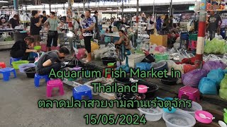 Aquarium​ Fish​ Market​ in​ Thailand ตลาด​ปลา​สวยงาม​ลาน​เร่​จตุจักร​🐟(15/05​/2024)​
