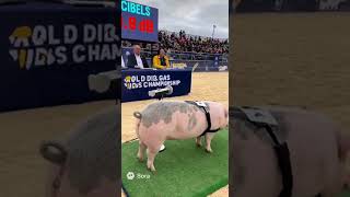 World Championship In Pig Farting