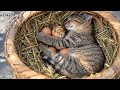 Cat Stops Eating Eggs After Watching Chicks Hatch, Becomes Their Mom
