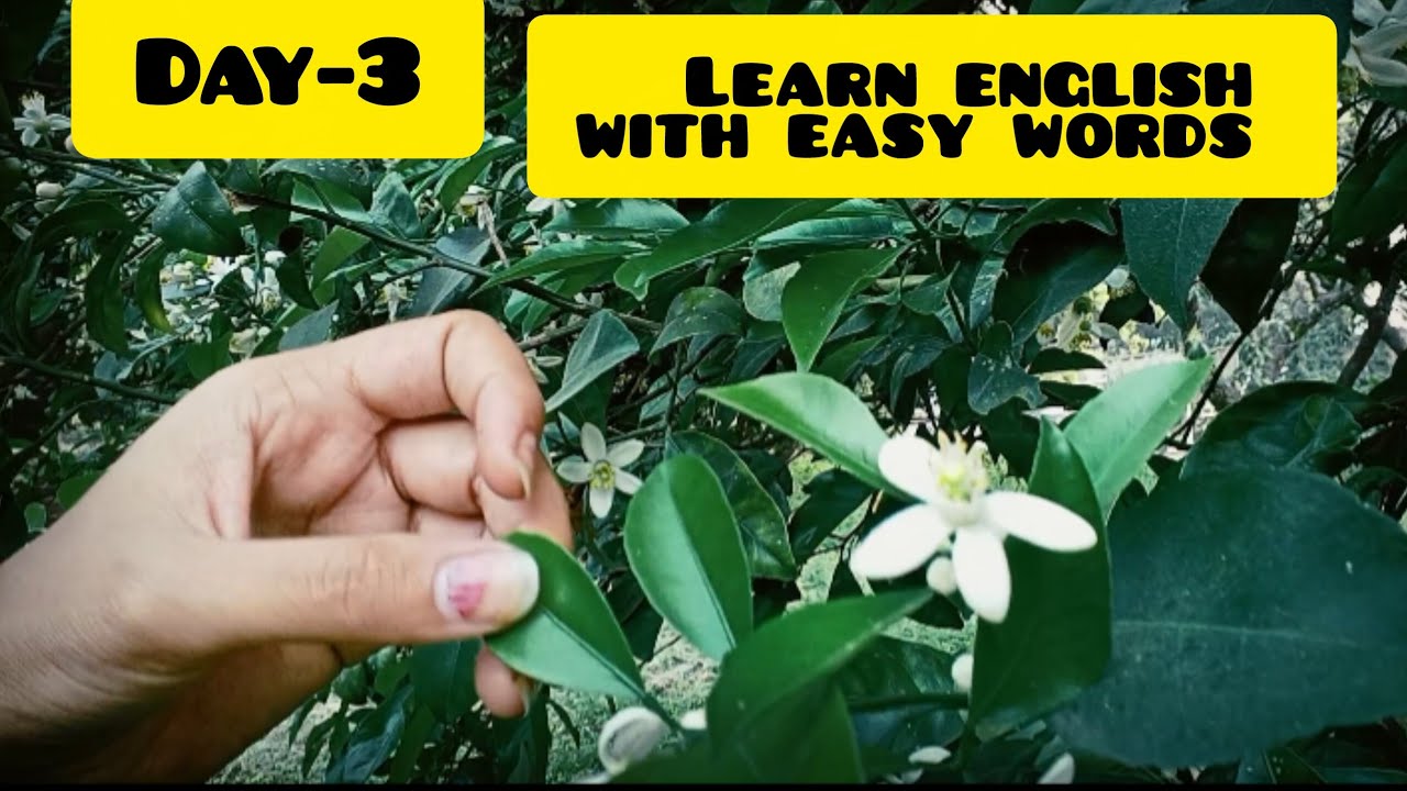 Day 3| learn english with me 