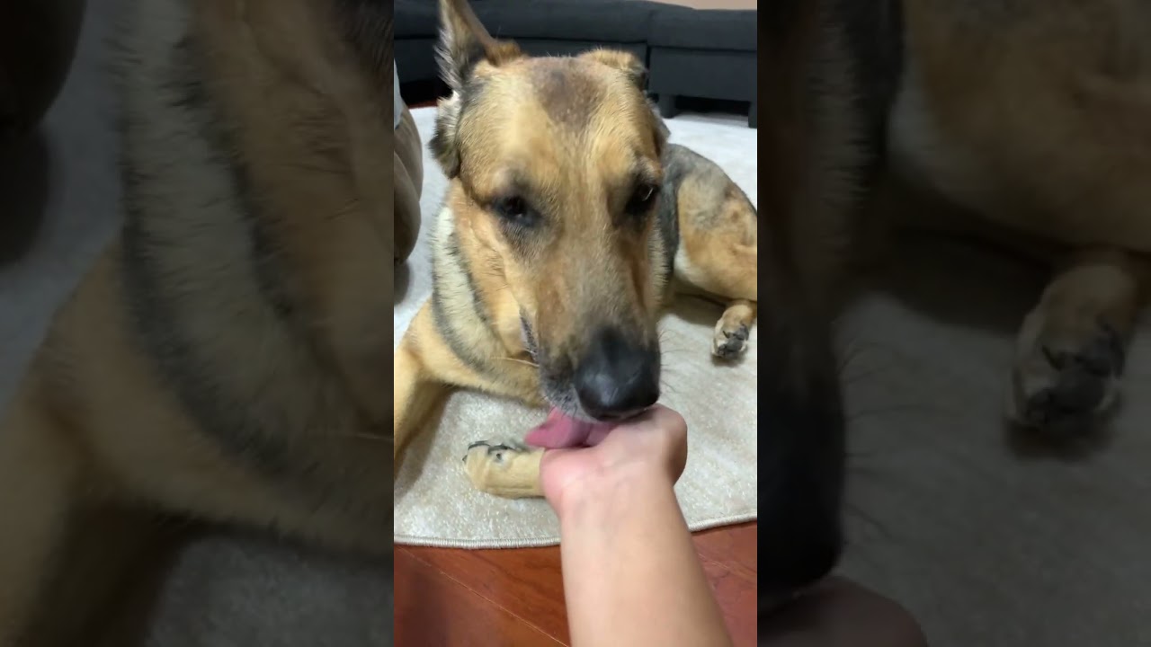 Sweet Eva loves to lick my hand