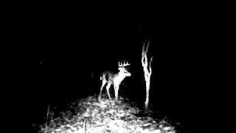 Pennsylvania 8 Point buck heading to my mock scrape 2011-12 Archery season