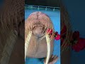 Cute Walrus Holding Flowers and Making Whistle Sounds! 🦭🌸 | Gentle Marine Animals