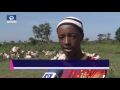 Big Story: Focus On Lingering Fulani Herdsmen/Farmers Crisis Pt 1