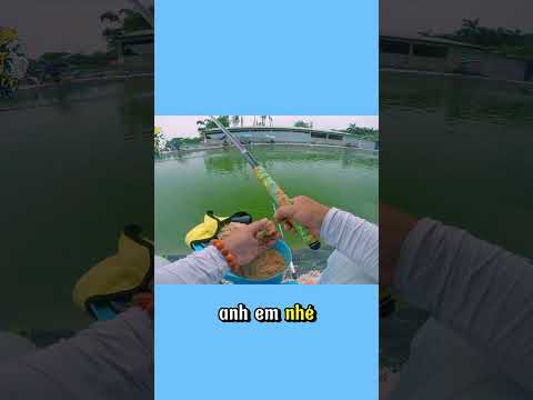 Câu Cá Rô phi hồ dịch vụ (1/3) #fishing #caudat #mientay #carpfishing #fish #giaitri #thinhhanh