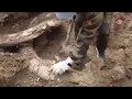 Дачник из Якутии откопал в огороде кости мамонта